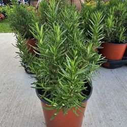 Rosemary ARRIVE, BEAUTIFUL AND HEALTHY. $10 EACH