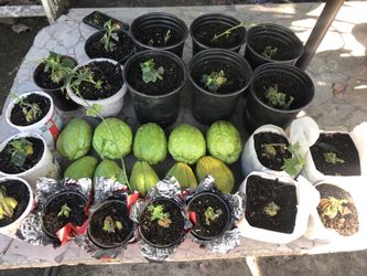 Güisqui les /chayote Para Sembrar Ya Lo Ultimo De La Cosecha Las Plantas 🪴 A $5 Sobre Slauson Ave /western Por El Homedepot 
