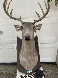 BUCK ( Gemmy) singing deer head