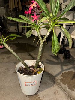 Red       Plumeria  come with roots, ready to go