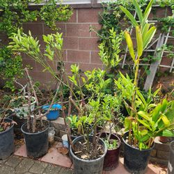 Cây Hạnh Tắc Tròn Chiết 4fts Tall Ðang Có Nhiều Trái 
Calamansi Calamodin Airlayer Tree Many Fruits