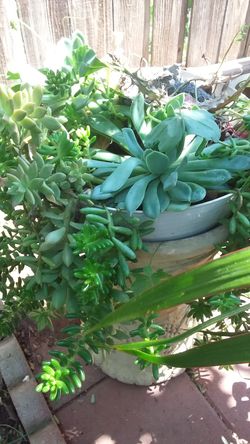 Planta
