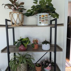 Beautiful House Plants