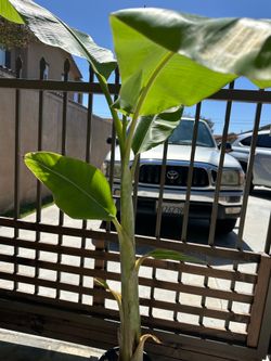 Banana tree