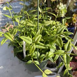 Hoya Bella Plant