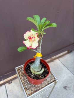 Xl bonsai desert rose big flower