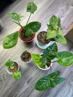 Rare Syngoniums bundle