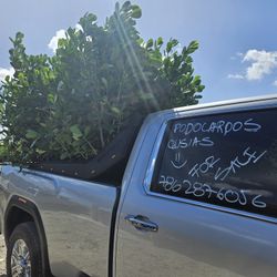 huge clusias Over 7 feet tall Instant  Privacy  Hedge For Fence 