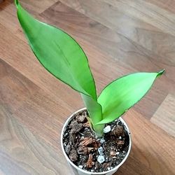 Beautiful Live Moonshine Sansevieria Indoor Houseplants With 4 Inch Plastic Pot 