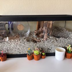 Hamster setup and items