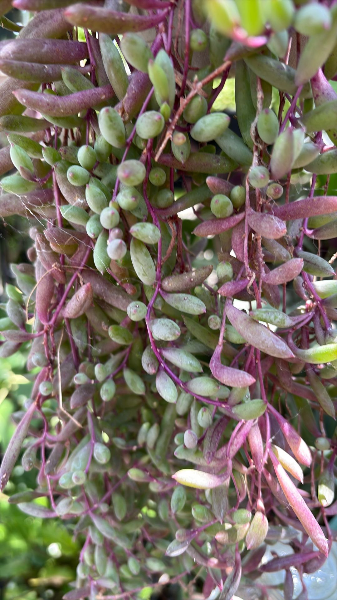 Beautiful And Healthy Succulents Banana String