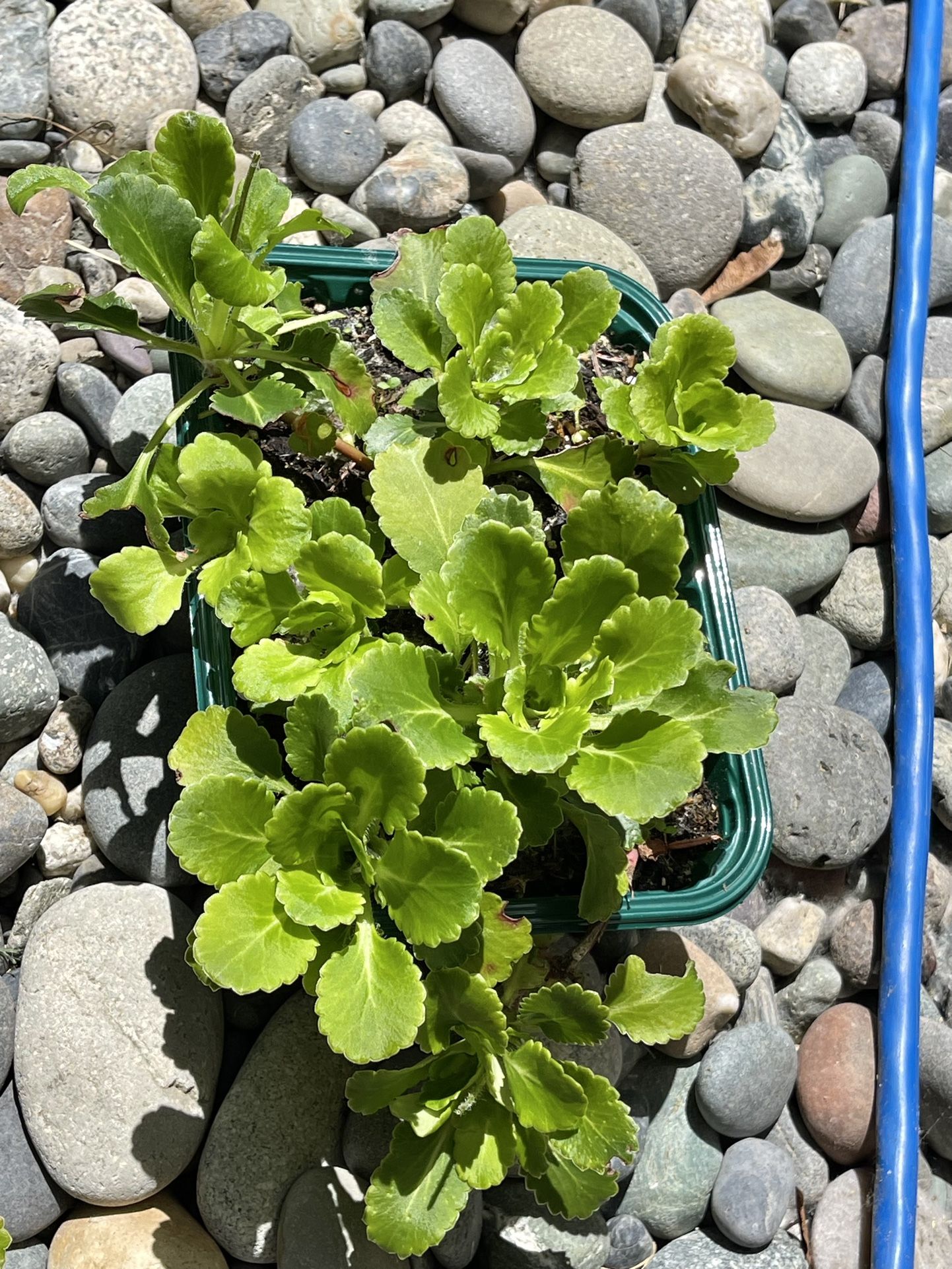 Saxifrage Evergreen Perennial Ground Cover Plants About 7 In One Pot.