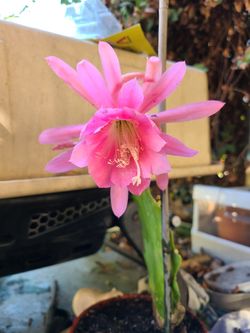 Catus orchid.