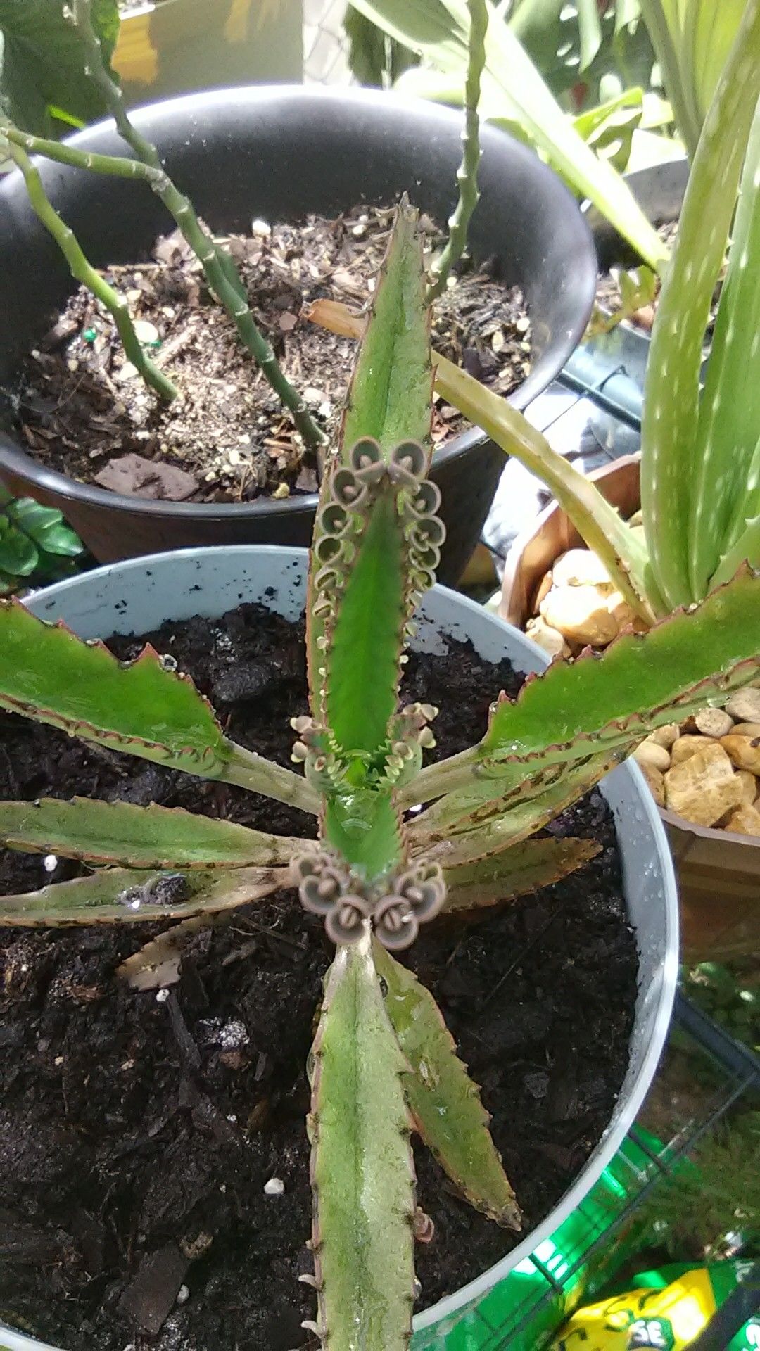 Mother of Millions