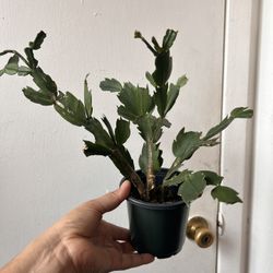 Thanksgiving Cactus Pink Read Description 