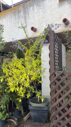 Durante Erecta purple tree in large green planter.