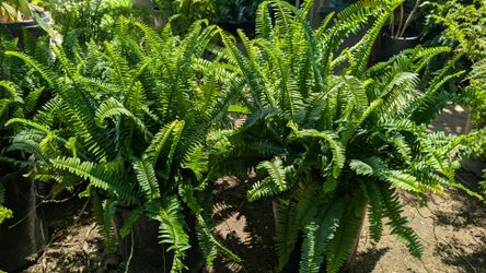 Sword Fern