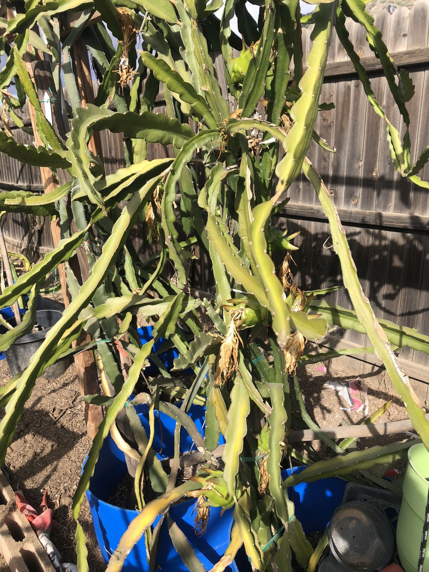 Dragon Fruit Plants
