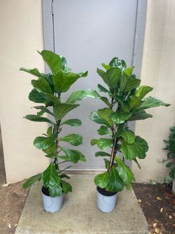 Pair of Ficus Lyrata Fiddle Leaf Fig Tree House Plants 8.5” Pot