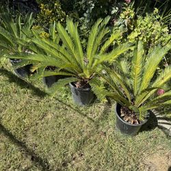 Sago Palms