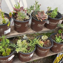 Succulents