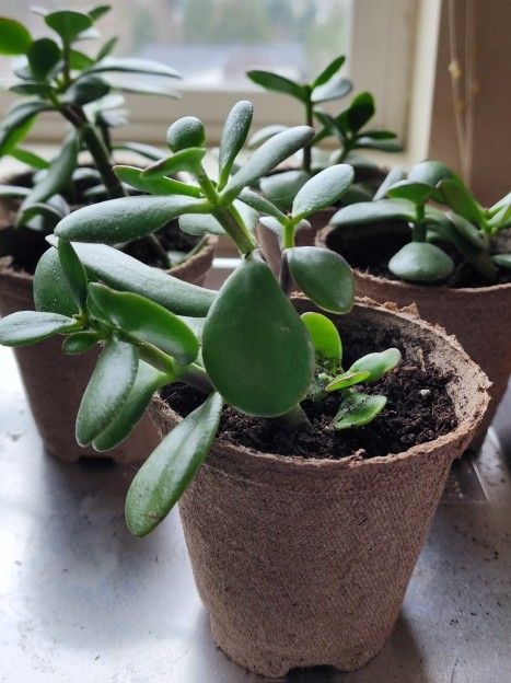 Jade Plants-Symbols Of Luck, Growth, Friendship