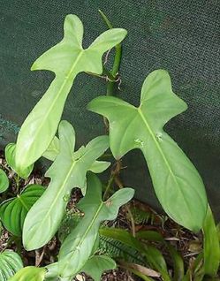 Rare Aroid Philodendron Golden Dragon plant/ indoor plant/ house plant/ flower patio garden
