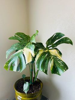 Variegated Monstera Deliciosa in Green Glazed Pot