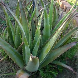 Alovera
