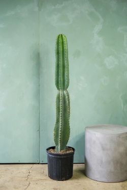 PERUVIAN APPLE CACTUS (Mexican Fence Post)