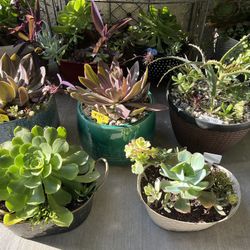 Beautiful Succulents 