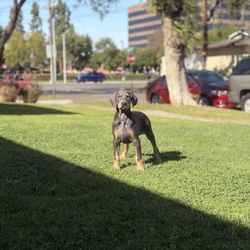 AKC Doberman Puppy 