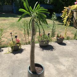 Madagascar Palm Cactus 