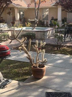 Cactus plant