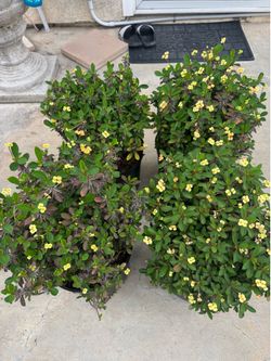 Crown of thorns ( yellow flowers)