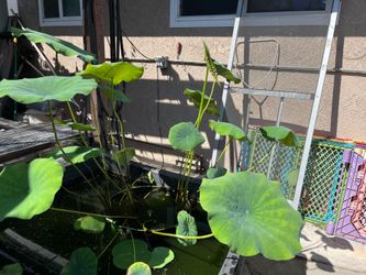 Lotus Plants