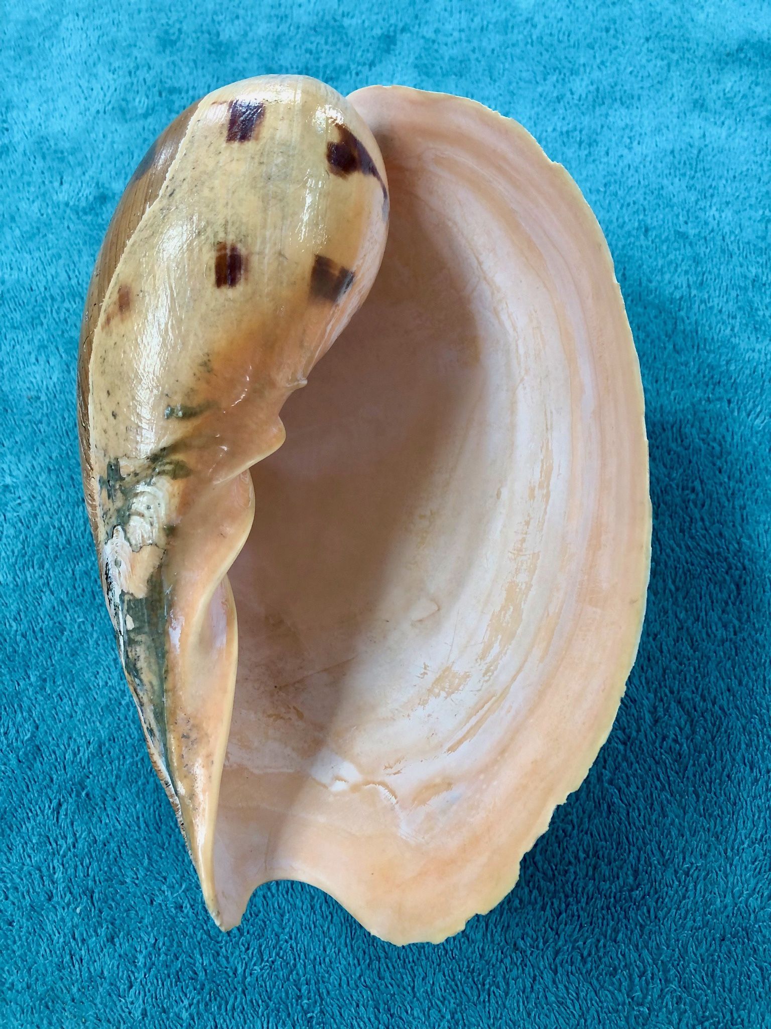 Indian Volute (Melo Melo) Seashell 240mm