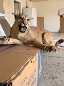 Full Mount Mountain Lion