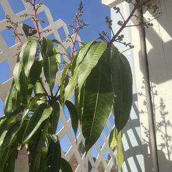 Taiwanese Mango Tree With Flowers 