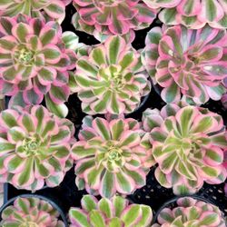 Aeoniums In 4” Pot