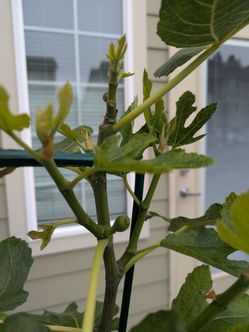 The Tree Organic Fig