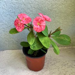 Large  Flower  Crown  Of  Thorns Plant 