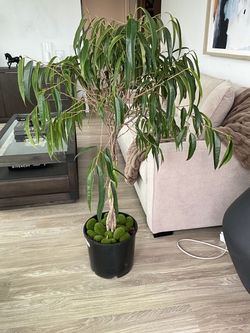 Ficus Alii Braided Trunk Indoor Tree
