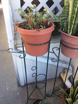 Shadow clamping plant doesn’t need any care fast grow up