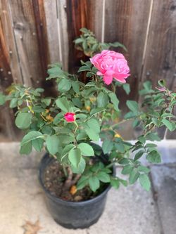 Beautiful Cathedral Bell Pink Color Fragrant Rose Roses Flowers Flower Live Potted Plants