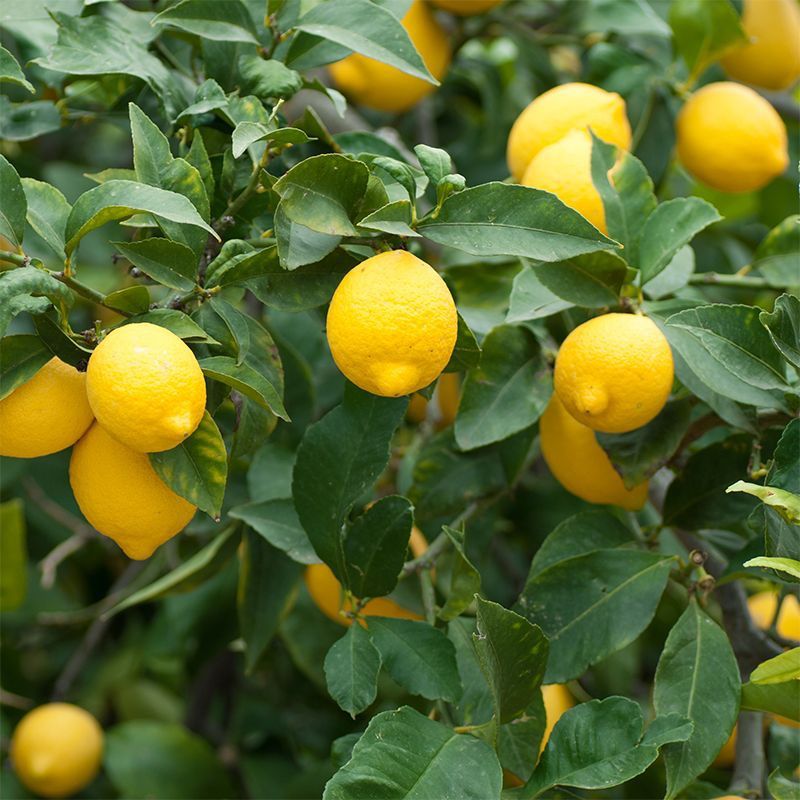 Fresh Lemons