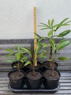 FS: Palm - Variegated Rhapis