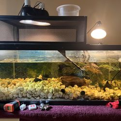 45 Gallon Fish Tank Terrarium