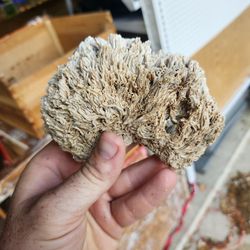 Worm Rock 