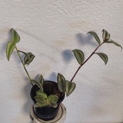 Beautiful Inch Plant 